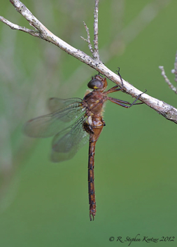 Neurocordulia yamaskanensis, male